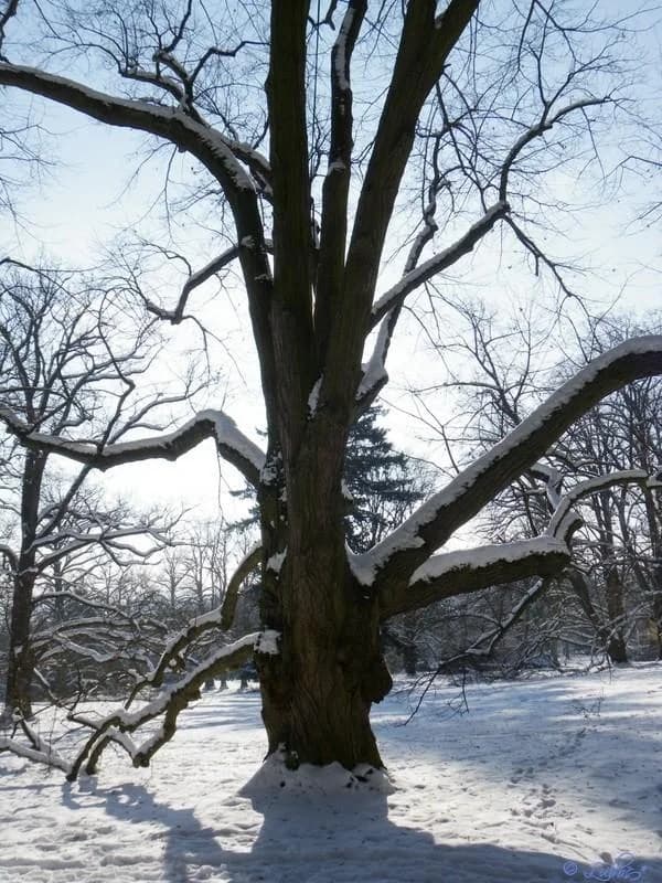 Zimní strom v zámeckém parku