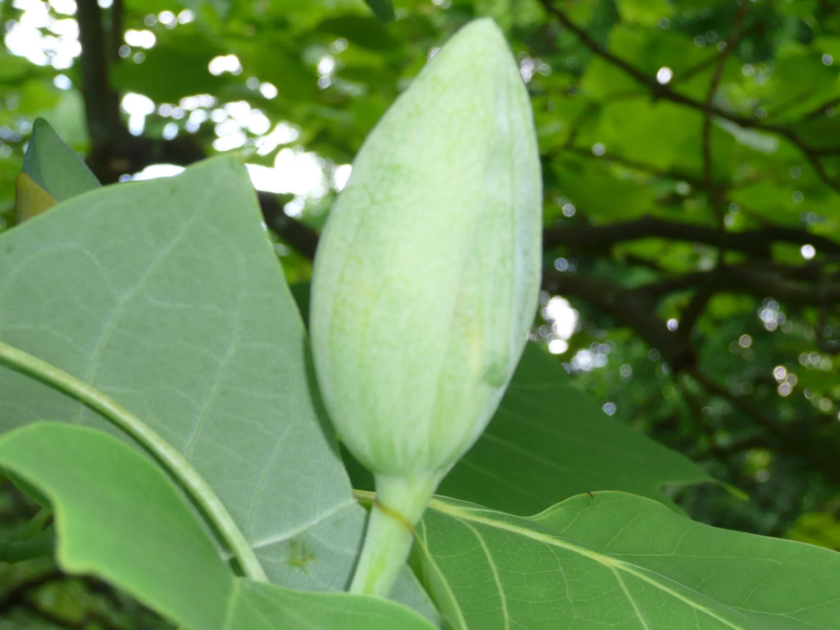 Detail poupěte magnolie