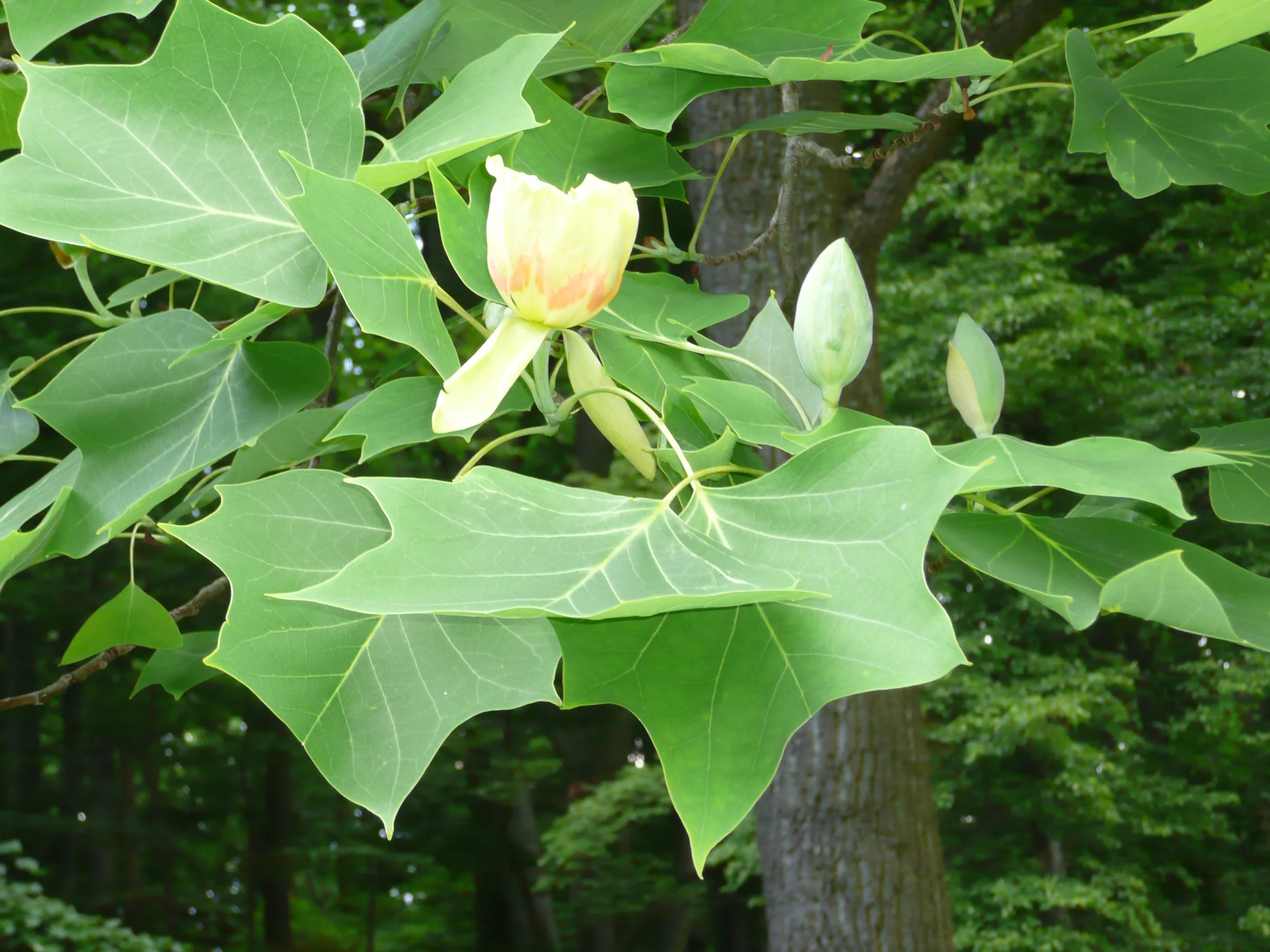 Detail zavřených poupat magnolie